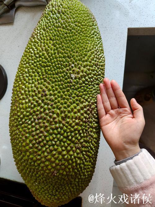 菠萝蜜视频污